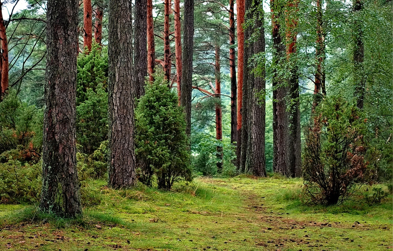 Lyse træer i skov med mange træer